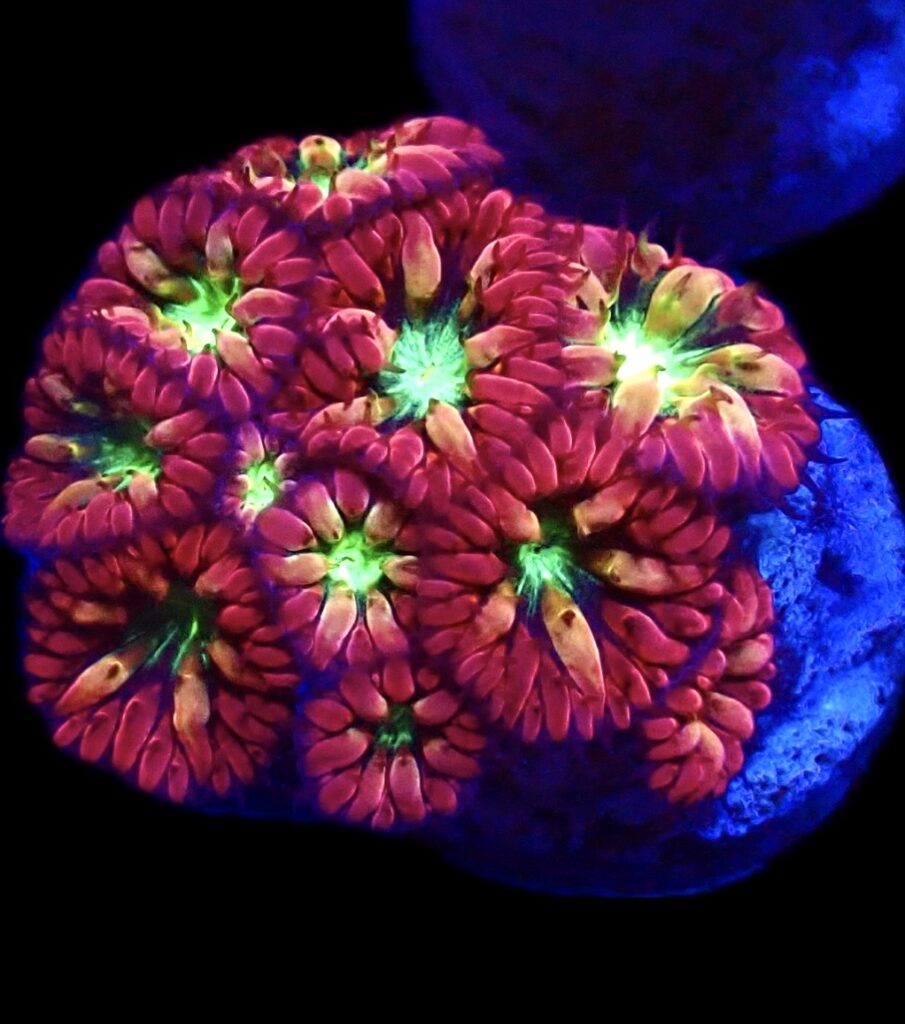 WYSIWYG Ultra Red Blastomussa 99