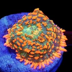 WYSIWYG N42 Ultra Rhodactis Mushroom