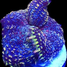 WYSIWYG N47 Rainbow Rhodactis Mushroom