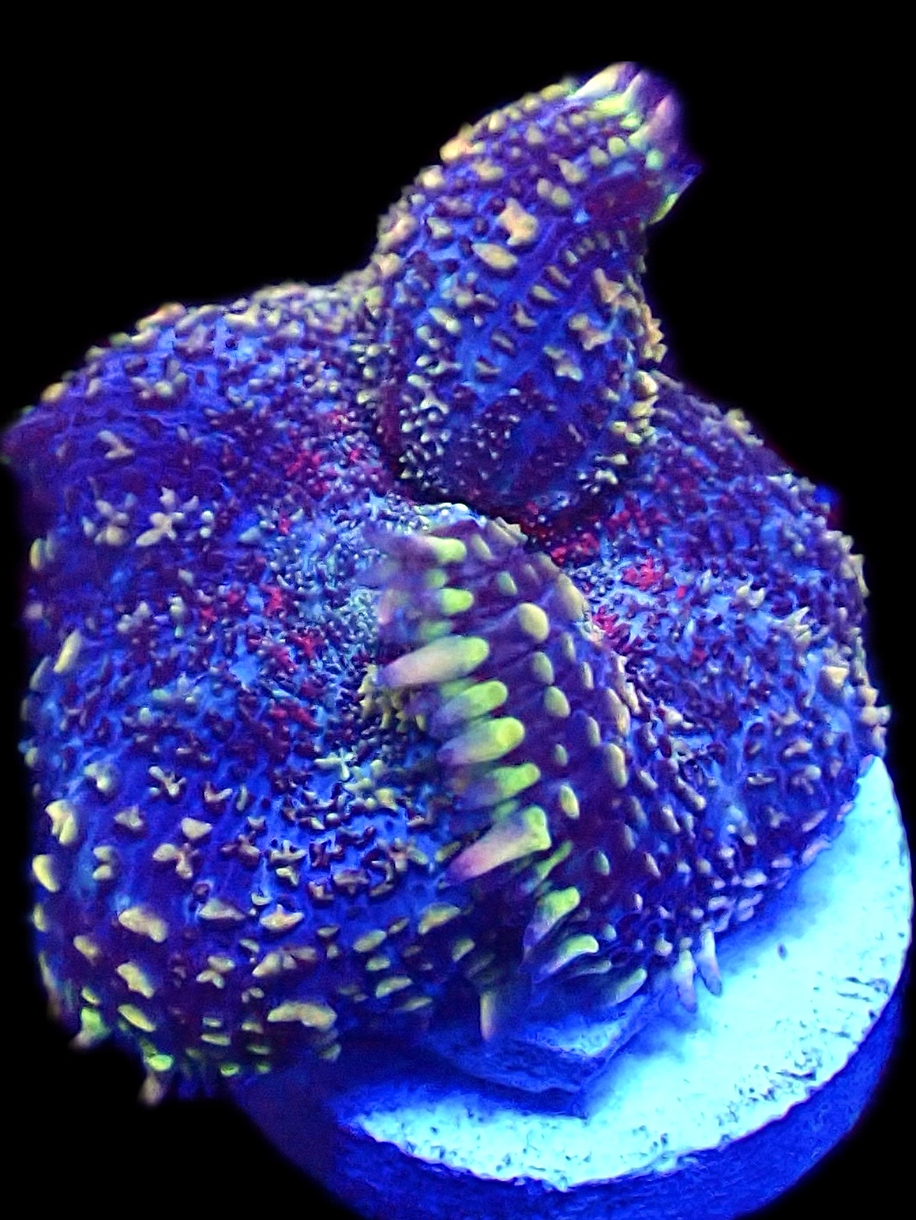 WYSIWYG N47 Rainbow Rhodactis Mushroom