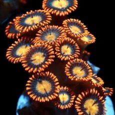Sunset Pearl Zoanthid Frag Ultra Colour Frag ( 12+Polyps )