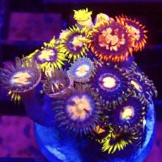 WYSIWYG Zoanthid Frag T68