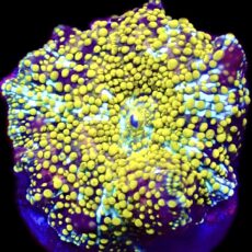 WYSIWYG 30D Lemon Sparkle Discosoma
