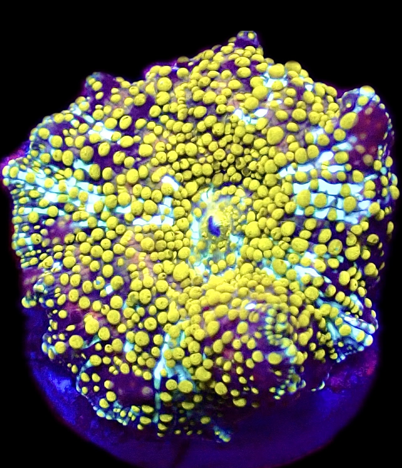 WYSIWYG 30D Lemon Sparkle Discosoma