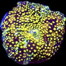 WYSIWYG 30F Lemon Sparkle Discosoma