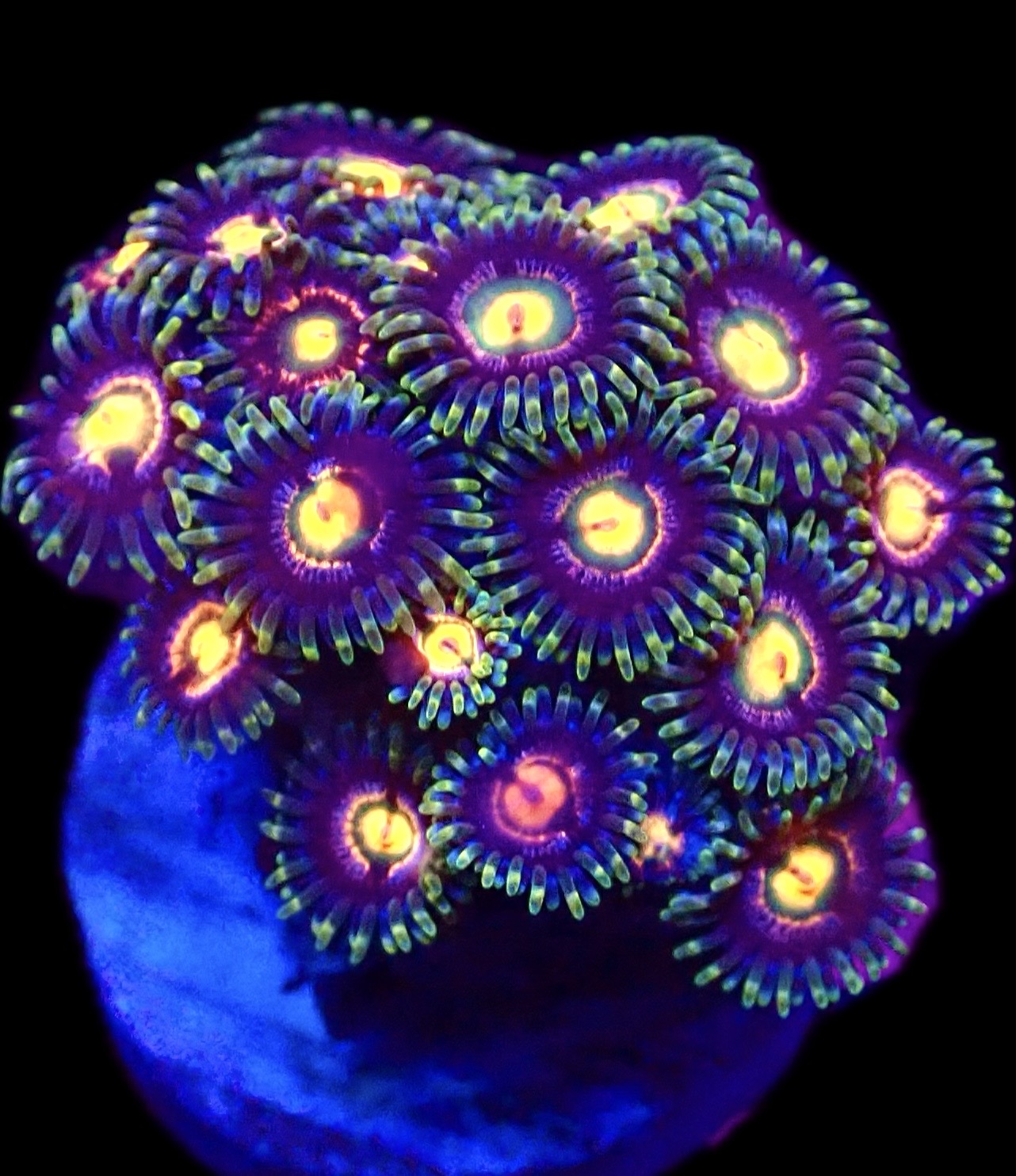 Rainbow Rocks Zoanthid (12+ Polyps) - Image 2