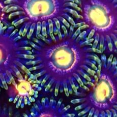 Rainbow Rocks Zoanthid (12+ Polyps)