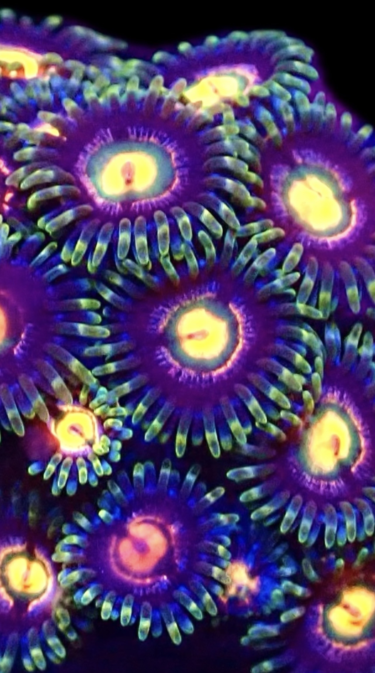 Rainbow Rocks Zoanthid (12+ Polyps)