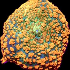 WYSIWYG 35F Ultra Rhodactis Mushroom Large