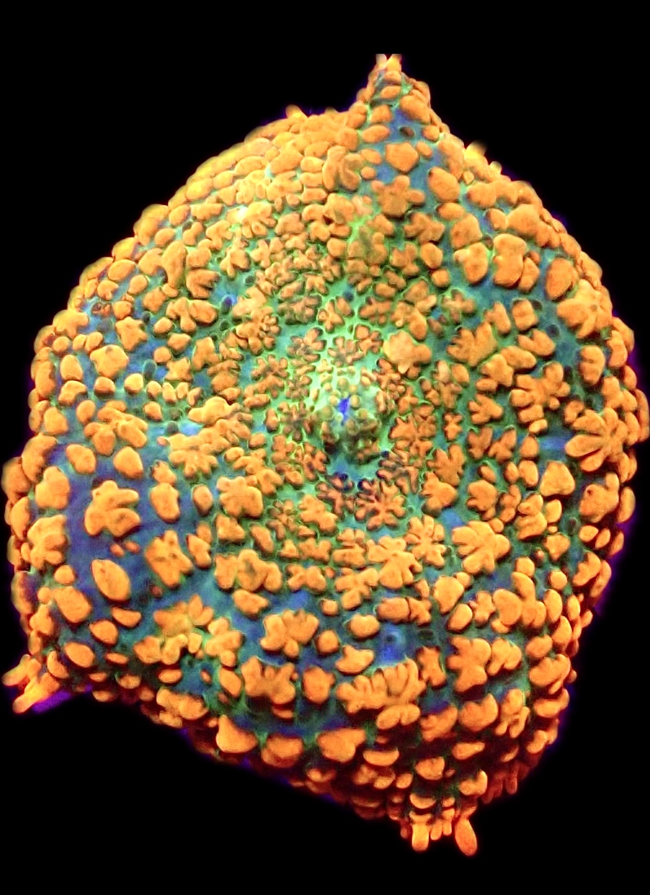 WYSIWYG 35F Ultra Rhodactis Mushroom Large