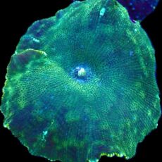 WYSIWYG 31B Ultra Discosoma Mushroom Large