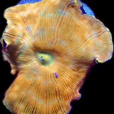 WYSIWYG 31A Ultra Discosoma Mushroom Large