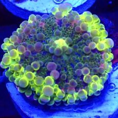 WYSIWYG N14 Rainbow Ricordea Yuma