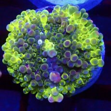 WYSIWYG N16 Rainbow Ricordea Yuma
