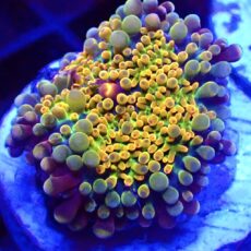 WYSIWYG N22 Rainbow Ricordea Yuma