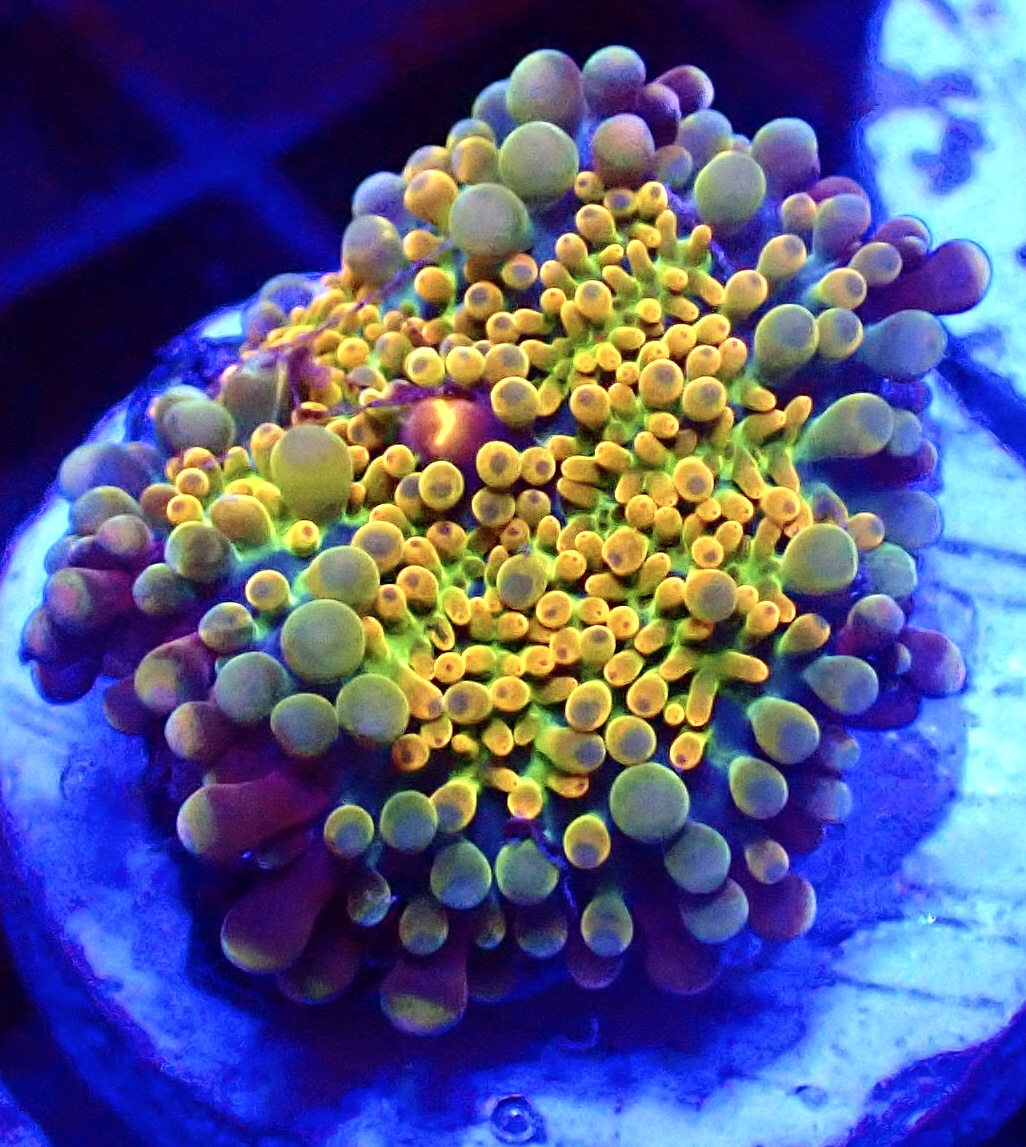 WYSIWYG N22 Rainbow Ricordea Yuma