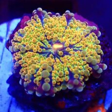 WYSIWYG N29 Rainbow Ricordea Yuma