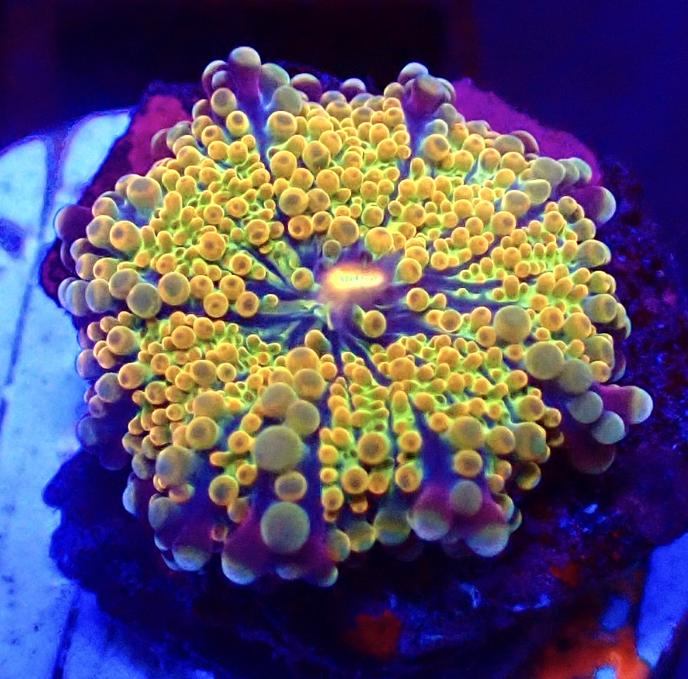 WYSIWYG N29 Rainbow Ricordea Yuma