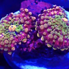 WYSIWYG N48 Rainbow Ricordea Yuma Double Head