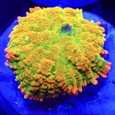WYSIWYG N51 Tequila Sunrise Rhodactis Mushroom