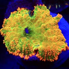 WYSIWYG N53 Tequila Sunrise Rhodactis Mushroom
