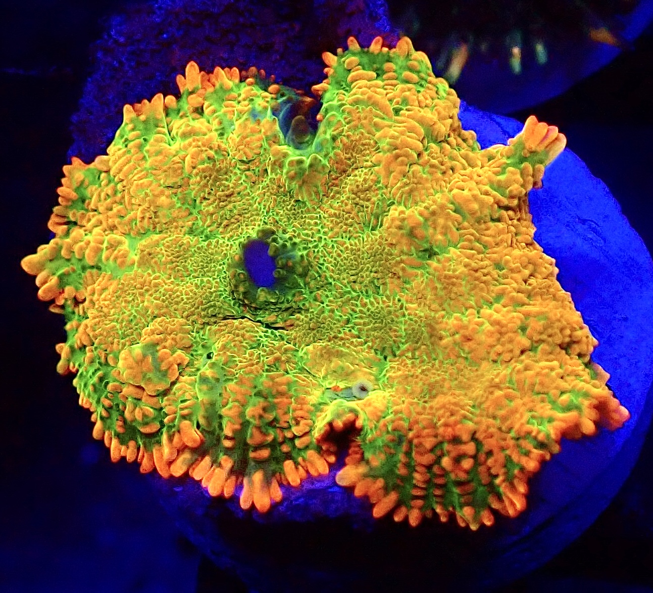 WYSIWYG N53 Tequila Sunrise Rhodactis Mushroom