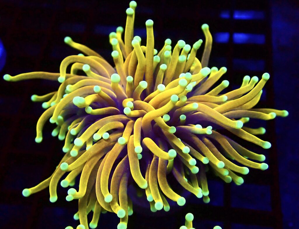 WYSIWYG Ultra Dragon Soul Gold Torch Euphyllia 21