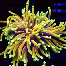 WYSIWYG Ultra Dragon Soul Gold Torch Euphyllia 21