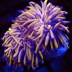 WYSIWYG Super 24K Torch Euphyllia 61