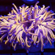 WYSIWYG Super 24K Torch Euphyllia 76
