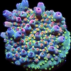 WYSIWYG 17D Confetti Acropora Frag
