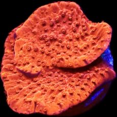 WYSIWYG 12C Orange Plating Montipora Frag