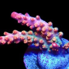 WYSIWYG M12 Krakatoa Acropora Frag