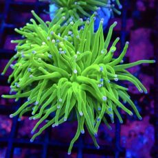 WYSIWYG  Pink And Blue Tip Fluorescent Torch Euphyllia 37