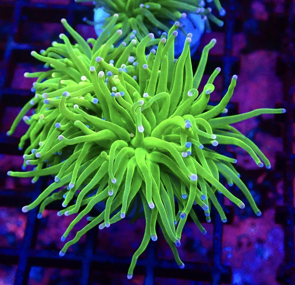 WYSIWYG Pink And Blue Tip Fluorescent Torch Euphyllia 37